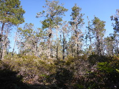 Pinus muricata