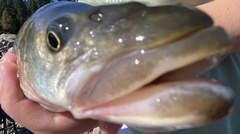 Sacramento Pikeminnow photo 2