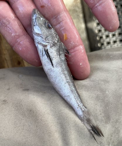 Shortwing searobin (Prionotus stearnsi) — Triglidae — 4