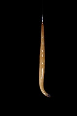 Argonemertes australiensis
