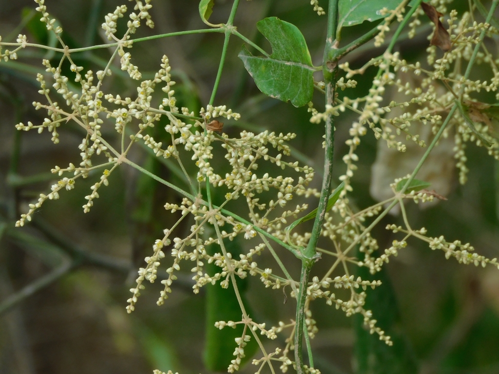 Hebanthe occidentalis