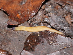 Argonemertes australiensis