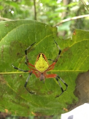 Eriophora nephiloides