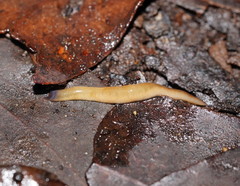 Argonemertes australiensis
