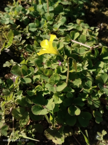 Image of Squashed Sorrel (Oxalis compressa) by (c) Maxim Shashkov, some rights reserved (CC BY)