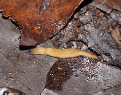 Argonemertes australiensis