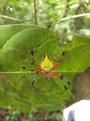 Eriophora nephiloides