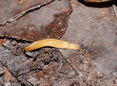 Argonemertes australiensis