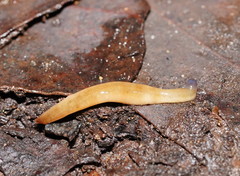 Argonemertes australiensis