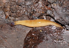 Argonemertes australiensis