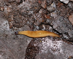 Argonemertes australiensis