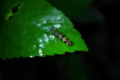 Raphirhinus phosphoreus