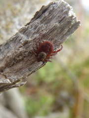 Dermacentor variabilis