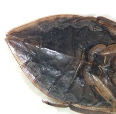 Belostoma testaceum