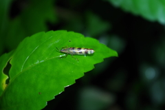 Raphirhinus phosphoreus