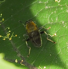 Pterallastes thoracicus