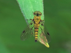 Chrysopilus splendidus