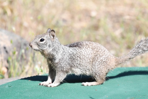 iNaturalist observation photo of Douglas's Ground Squirrel