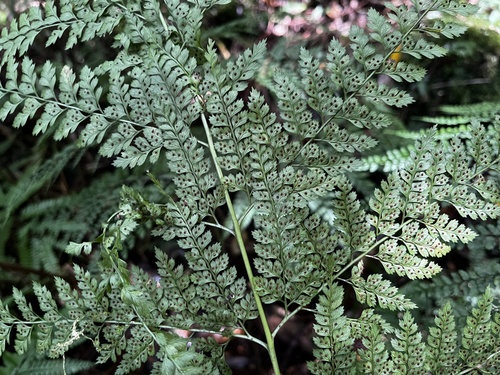 Arachniodes festina (Arachniodes festina)