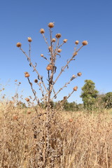 Onopordum cynarocephalum