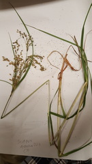 Scirpus atrocinctus