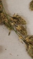 Scirpus atrocinctus