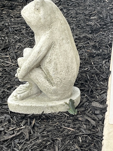 Green Treefrog photographed in South Carolina