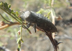 Chrysobothrini
