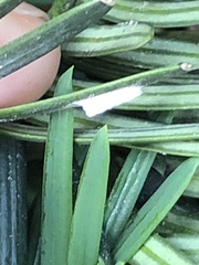 Pulvinaria floccifera