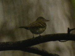 Empidonax virescens