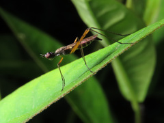 Micropeza corrigiolata
