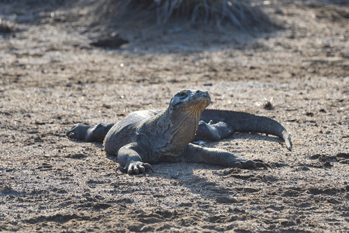 Komodo dragon