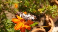 Chiomara georgina georgina