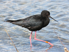 Himantopus novaezelandiae