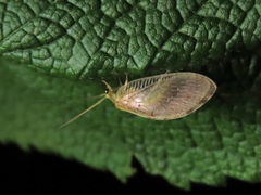 Hemerobius marginatus