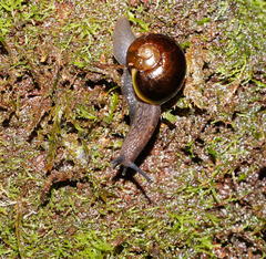 Victaphanta compacta