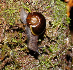 Victaphanta compacta