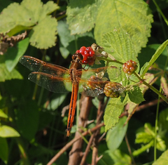 Libellula needhami