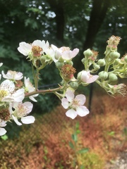 Rubus praecox