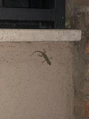 Tarentola mauritanica