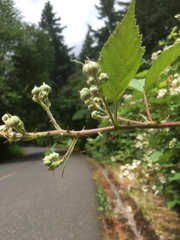 Rubus praecox