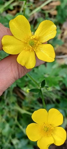 Image of Ranunculus lappaceus by (c) Sam Buxton Stewart, some rights reserved (CC BY)