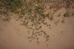 Lotononis rostrata rostrata