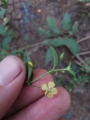 Lysimachia radicans