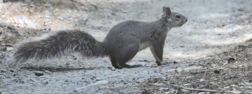 iNaturalist observation photo of Western Gray Squirrel