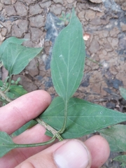 Lysimachia radicans