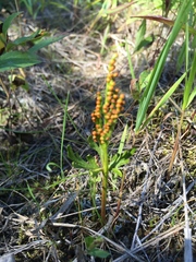 Botrychium lanceolatum