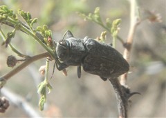 Chrysobothrini