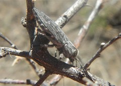 Chrysobothrini