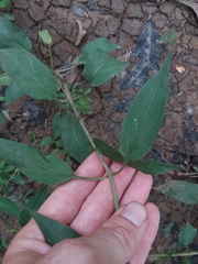 Lysimachia radicans